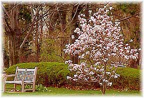 blossoming memorial tree next to a bench