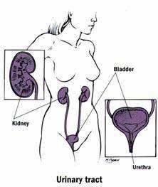 Diagram of the urinary tract